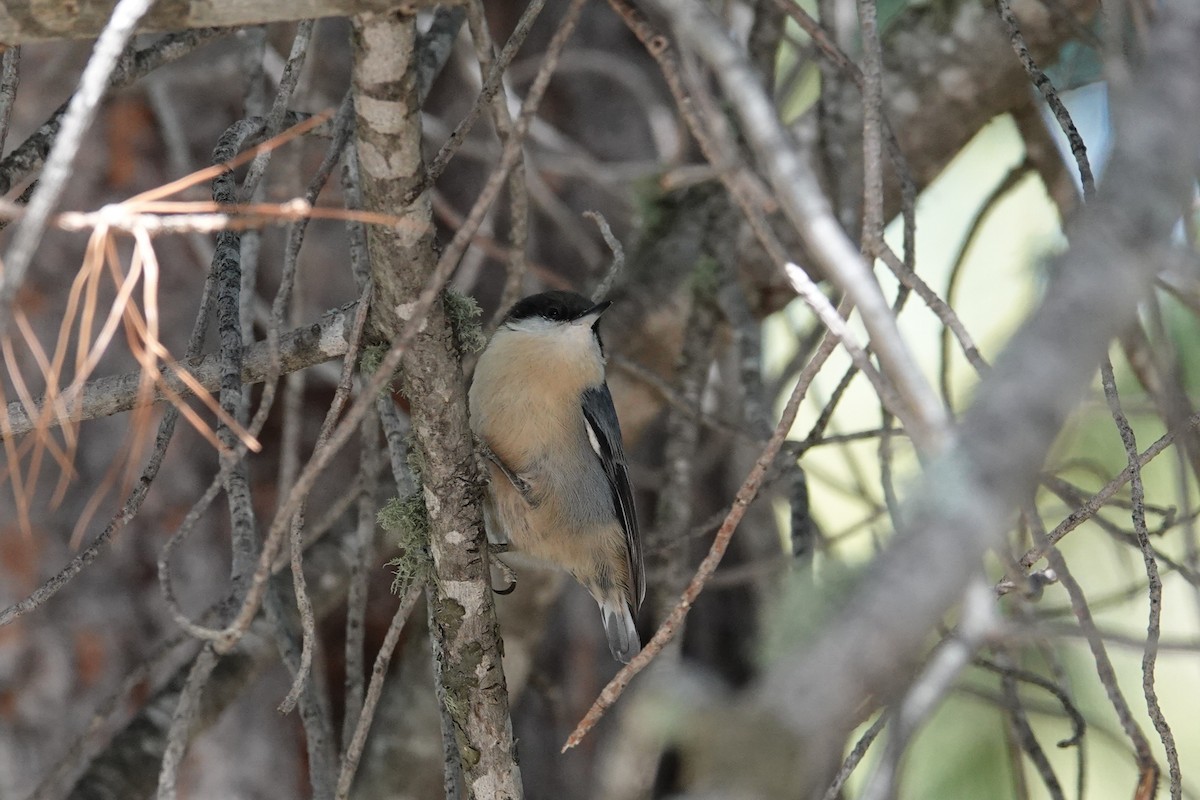 Pygmy Nuthatch - ML624488088