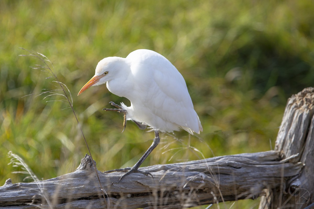 Western/Eastern Cattle-Egret - ML624488092