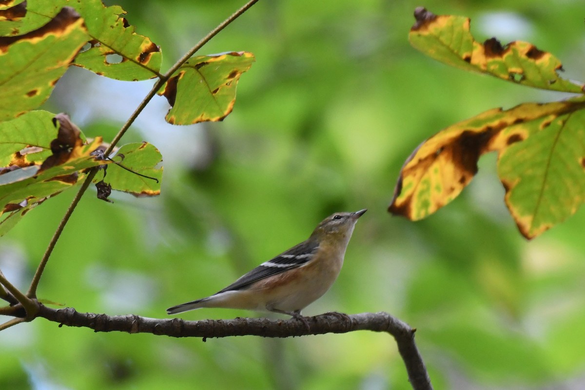 Bay-breasted Warbler - ML624488125