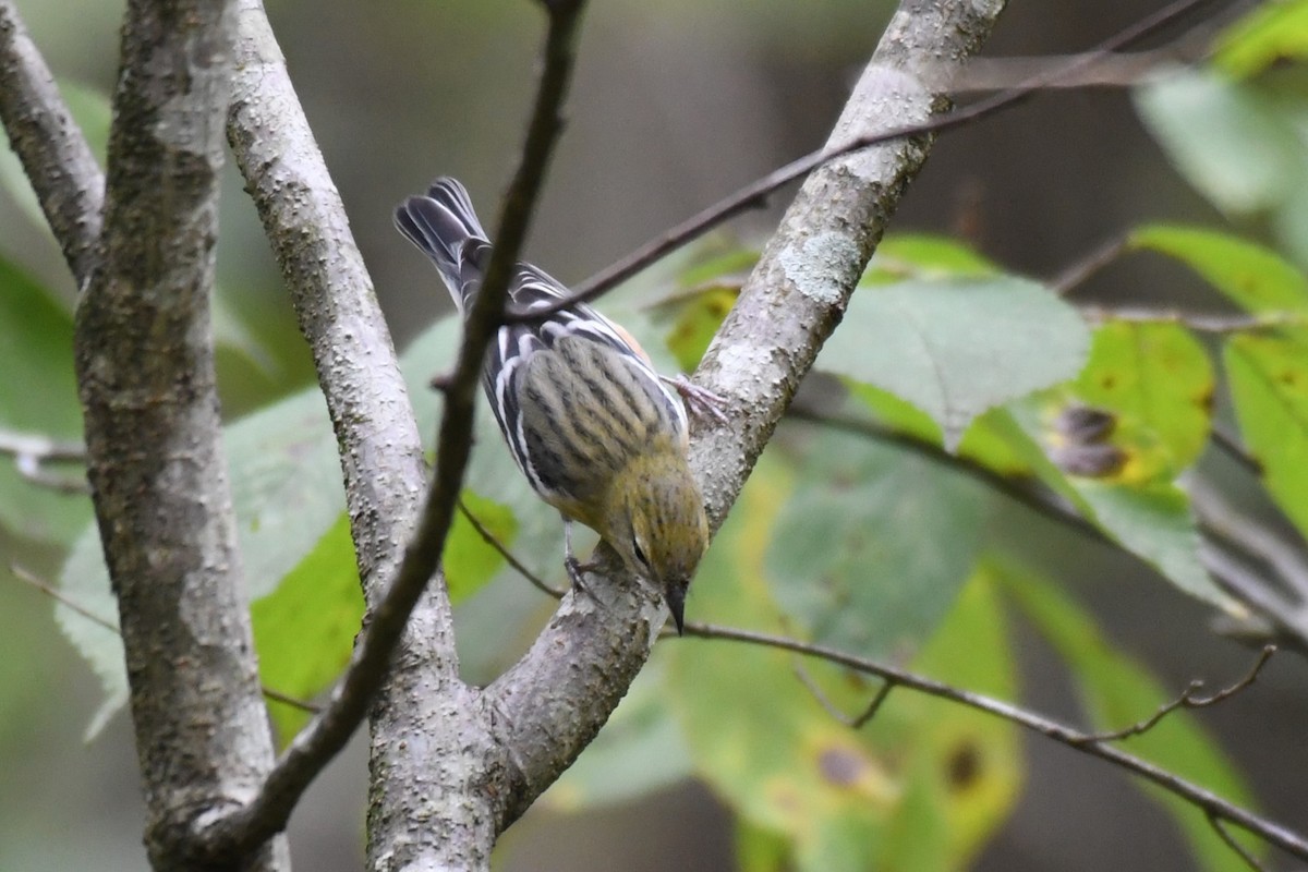 Bay-breasted Warbler - ML624488126