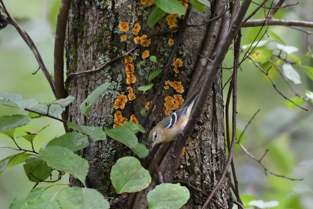 Bay-breasted Warbler - ML624488127