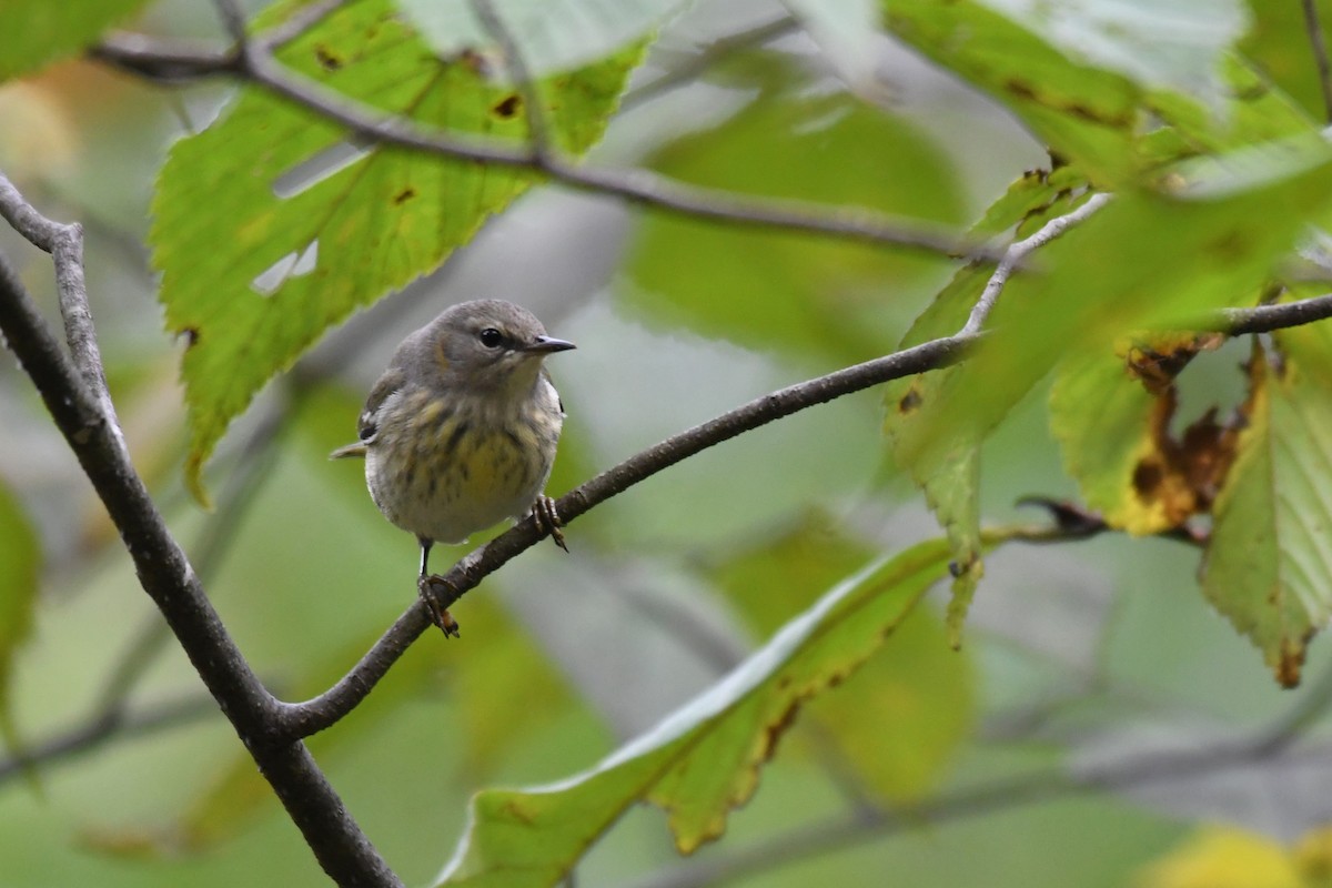 Cape May Warbler - ML624488133