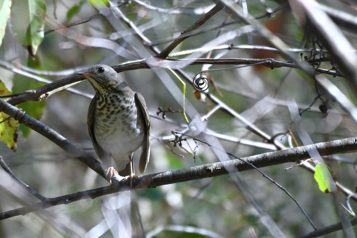 Gray-cheeked Thrush - ML624488165