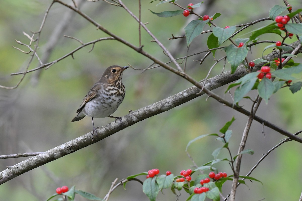 Swainson's Thrush - ML624488221