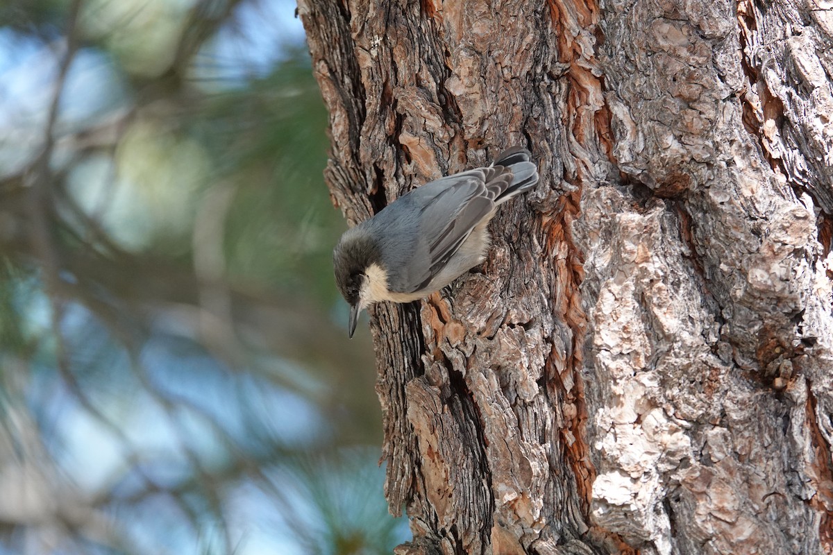 Pygmy Nuthatch - ML624488222