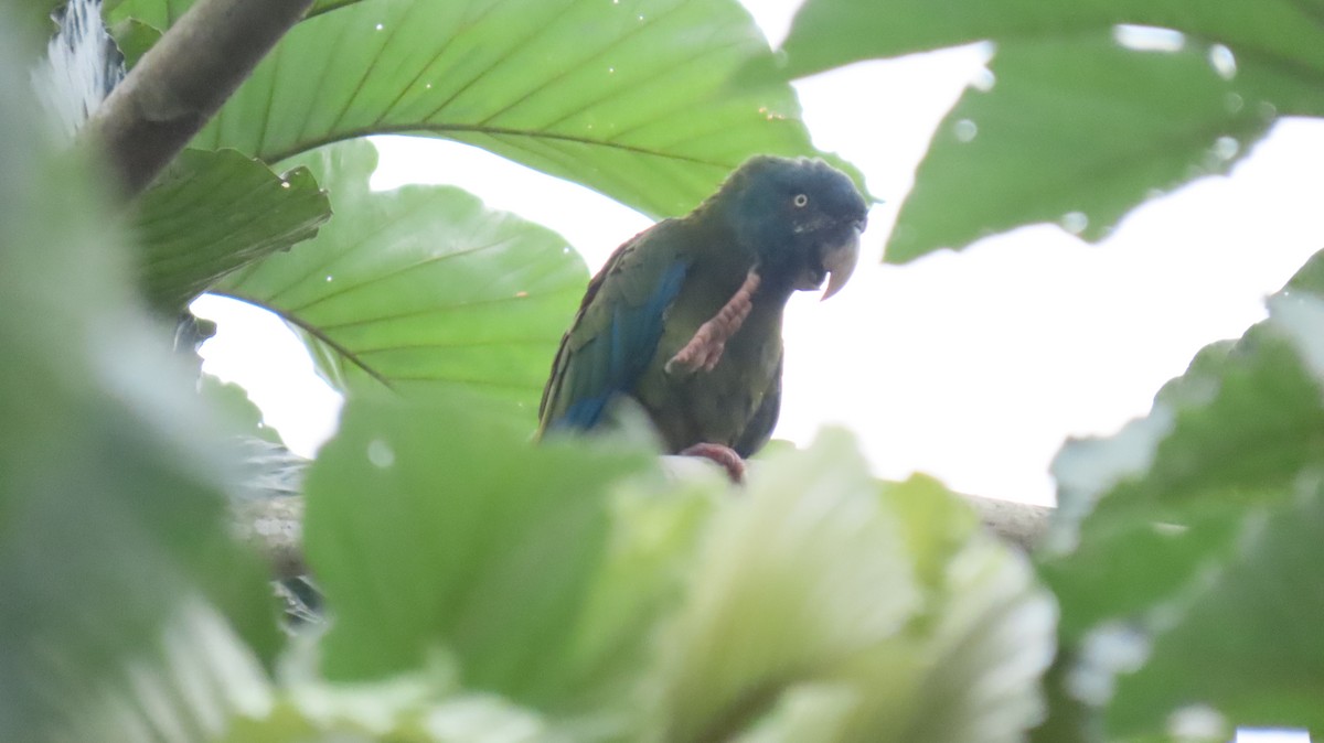 Blue-headed Macaw - ML624488233