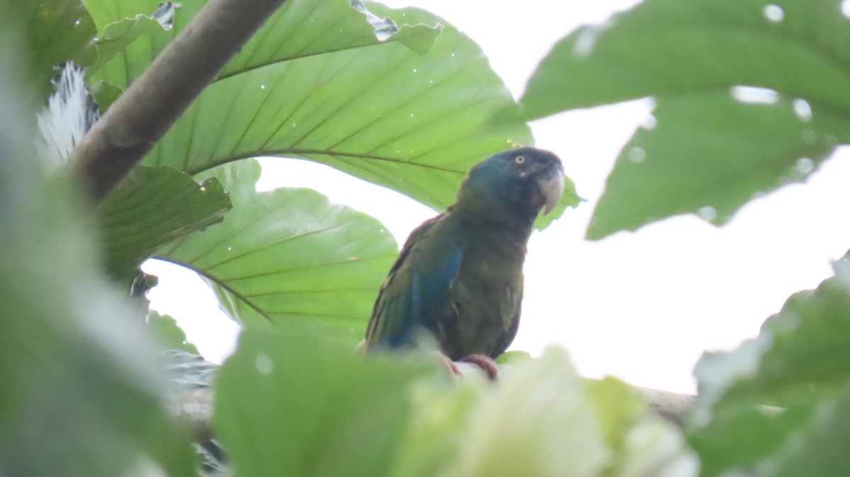 Blue-headed Macaw - ML624488234