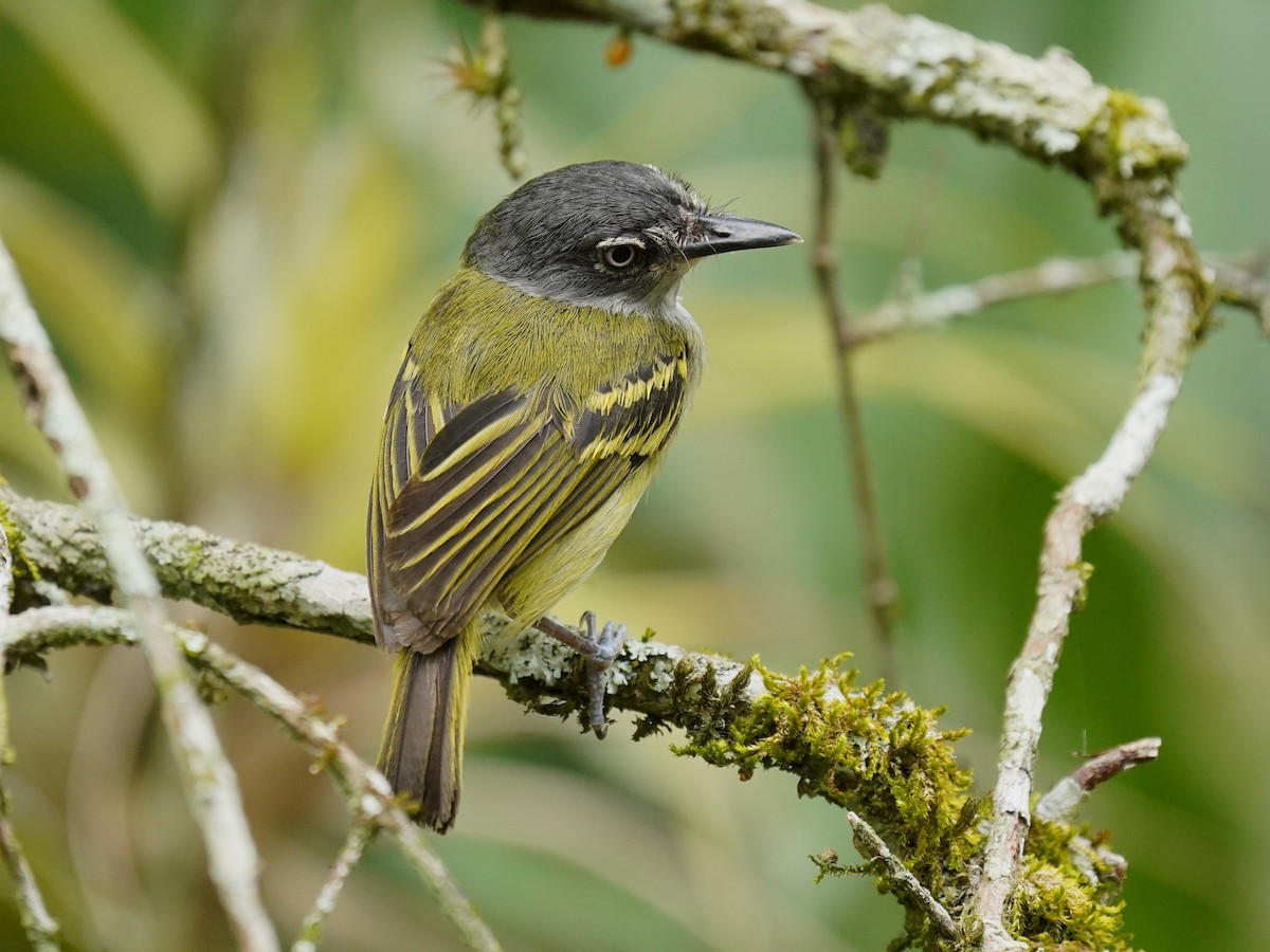 Slate-headed Tody-Flycatcher - ML624488240