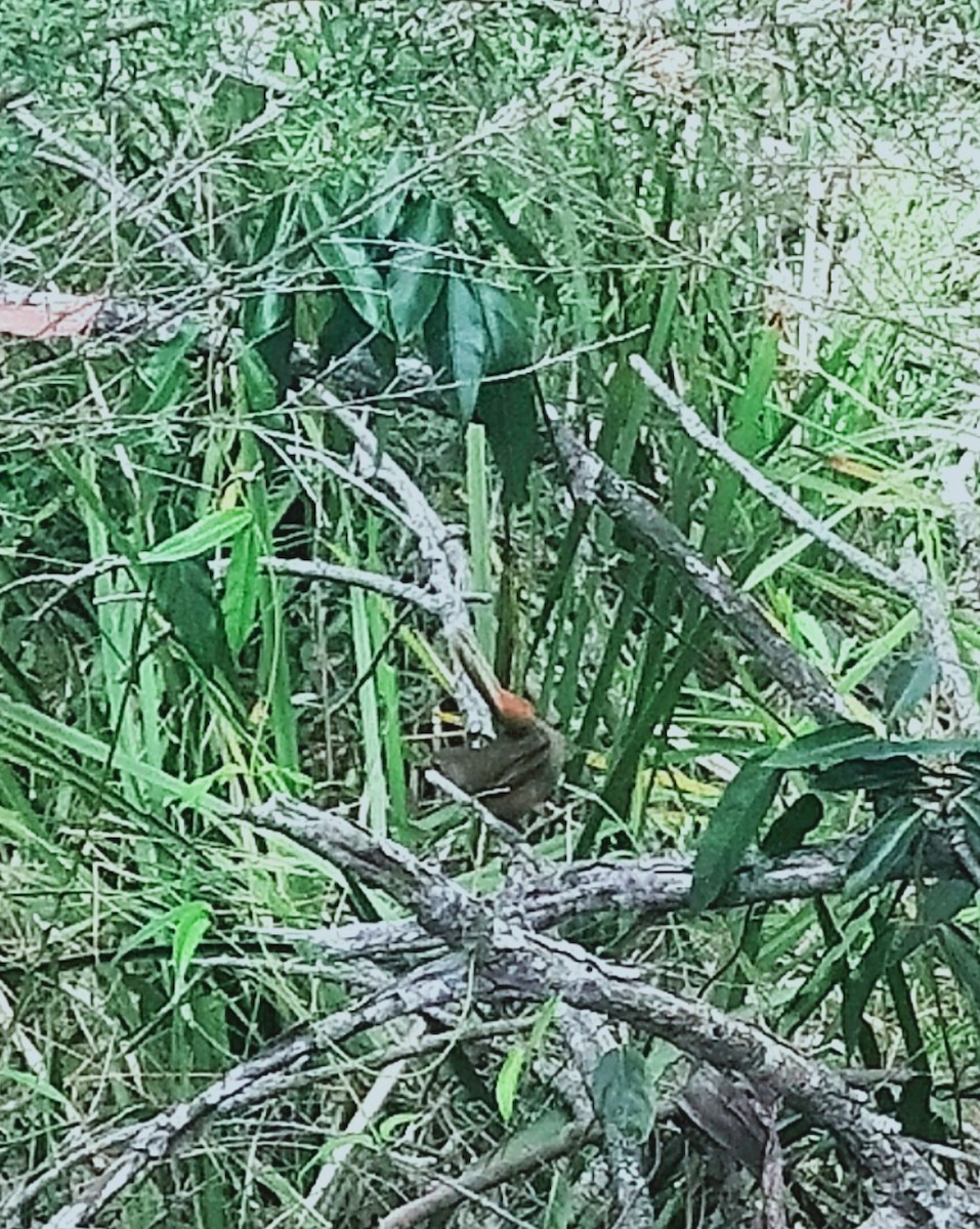 Pilotbird - ML624488246