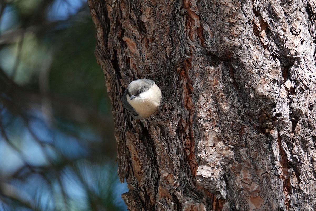 Pygmy Nuthatch - ML624488258