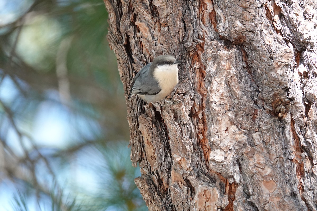 Pygmy Nuthatch - ML624488262