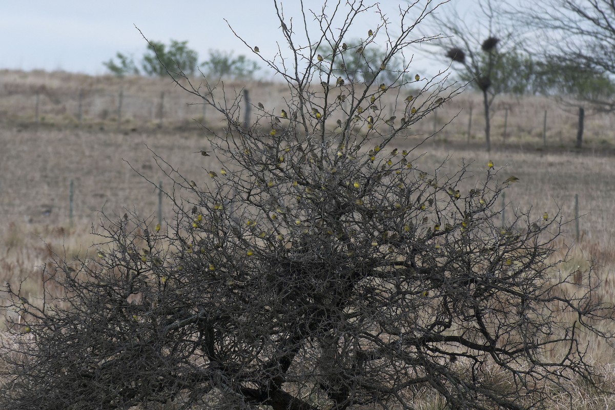 Grassland Yellow-Finch - ML624488290