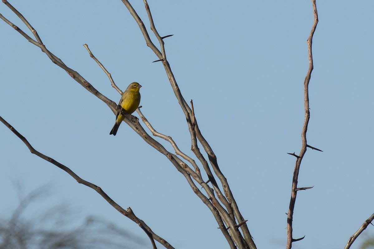 Grassland Yellow-Finch - ML624488295