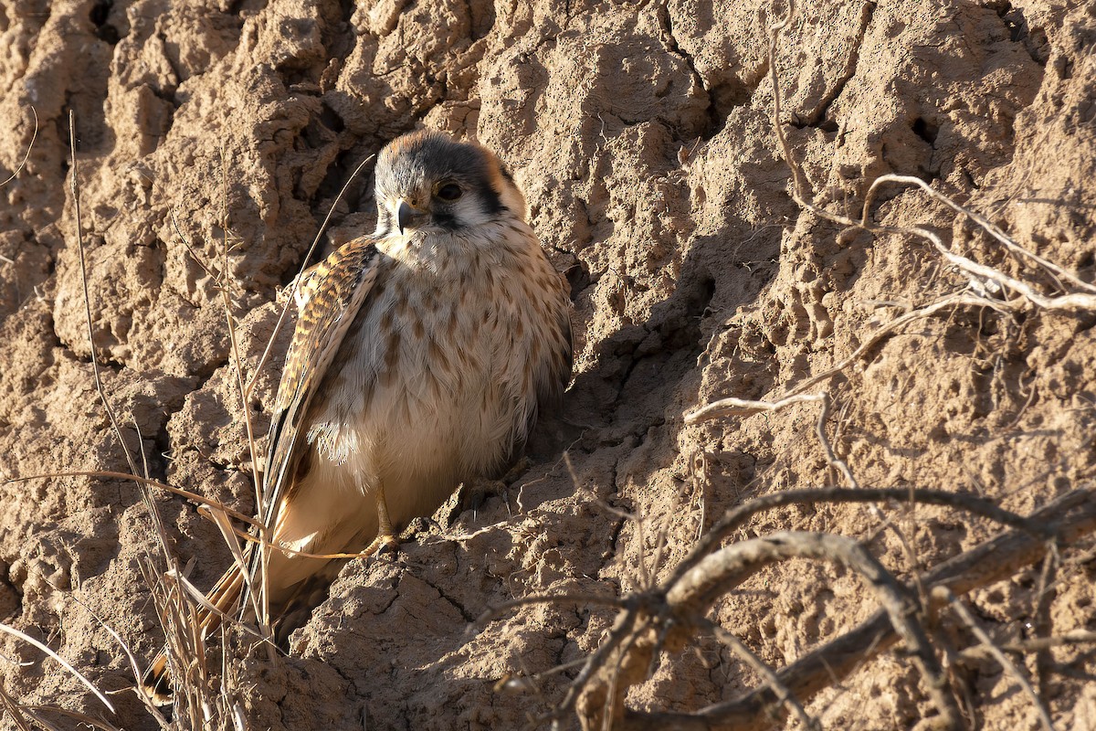 American Kestrel - ML624488301