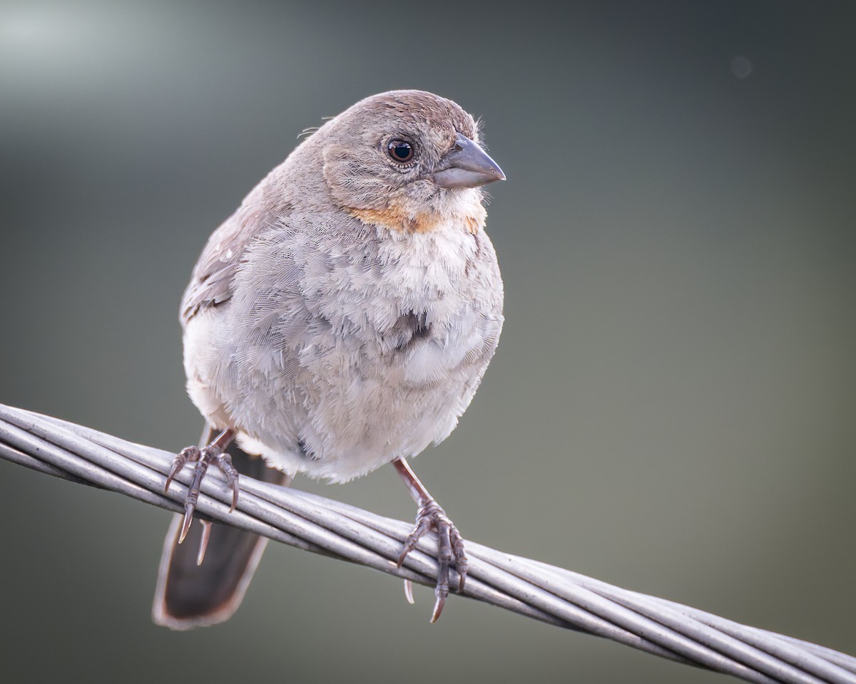 White-throated Towhee - ML624488312