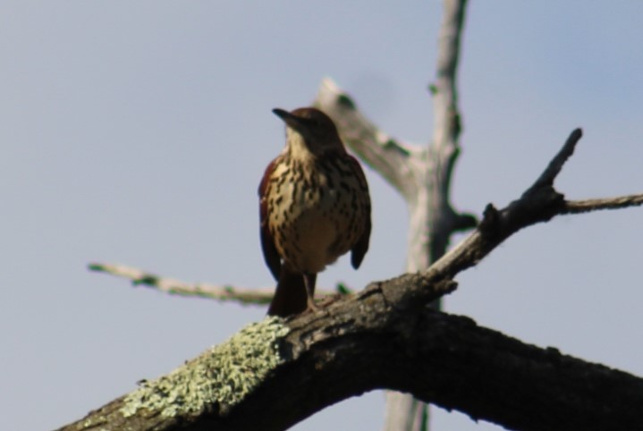 Brown Thrasher - ML624488338