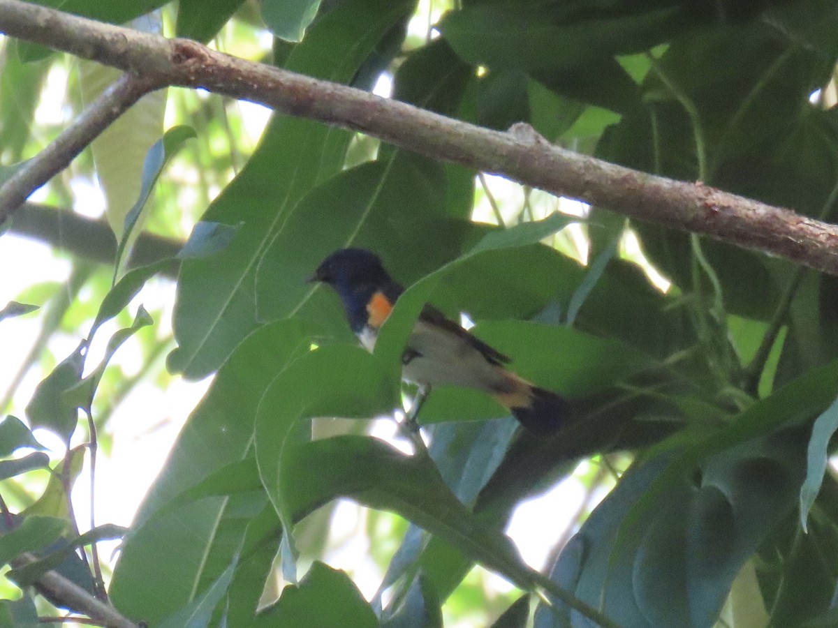 American Redstart - ML624488341