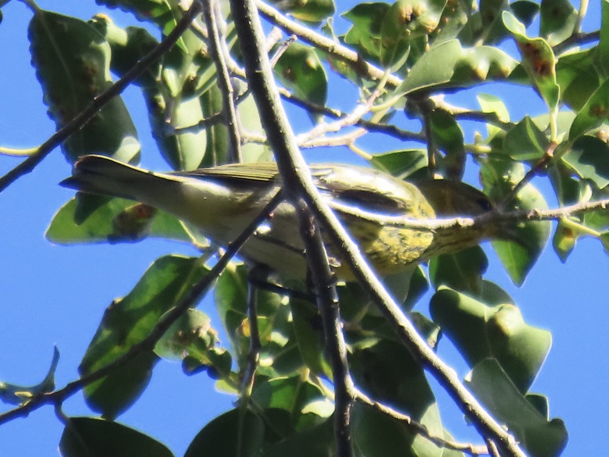 Cape May Warbler - ML624488345