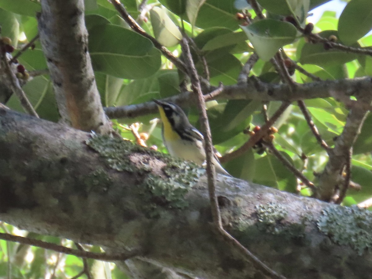 Yellow-throated Warbler - ML624488355