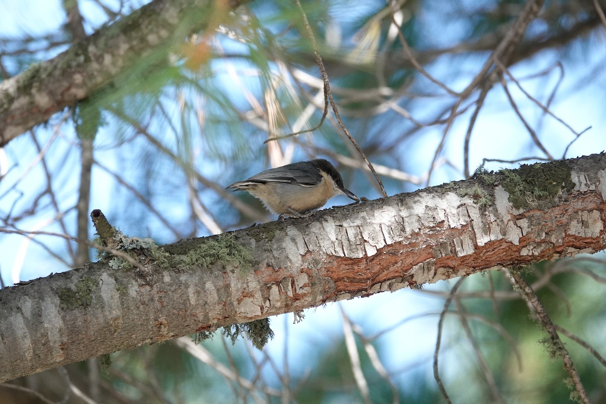 Pygmy Nuthatch - ML624488358