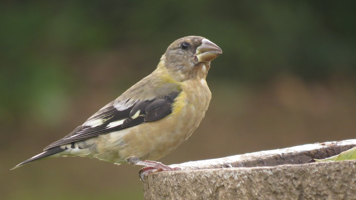 Evening Grosbeak - ML624488368