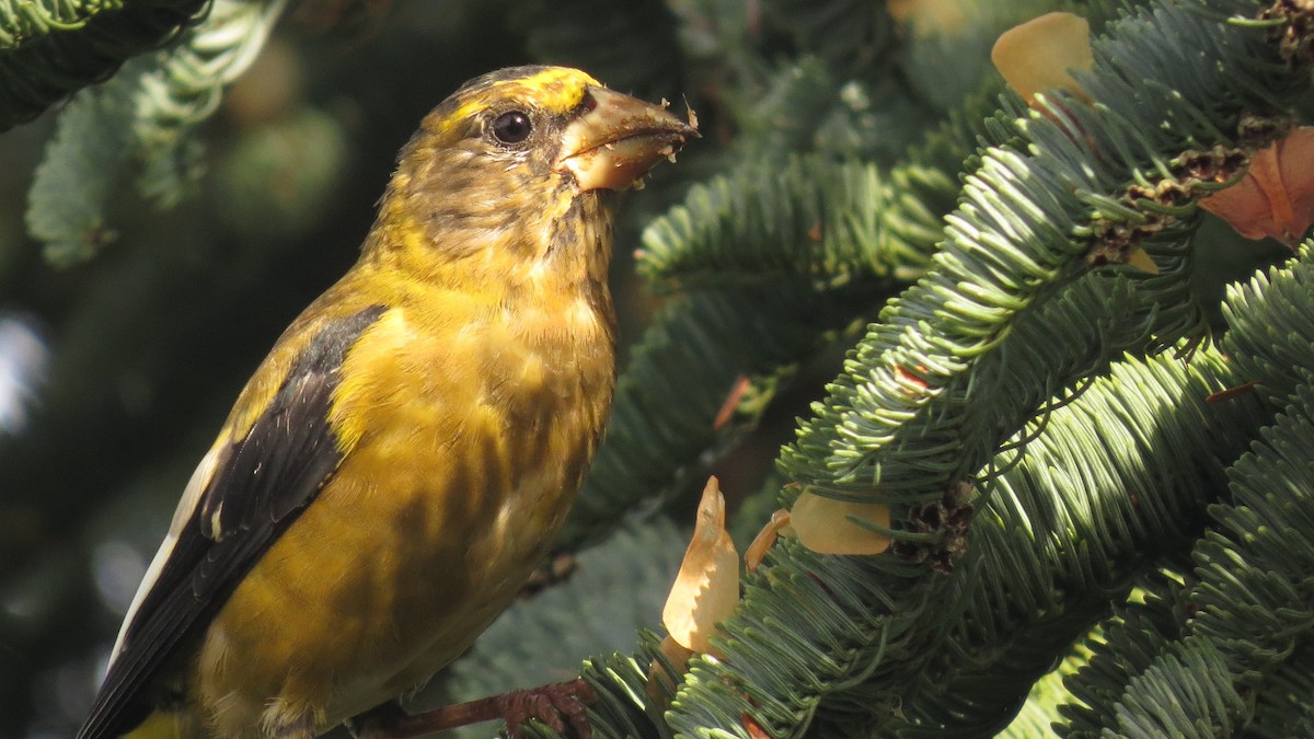 Evening Grosbeak - Josiah Chase