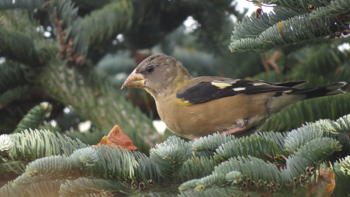 Evening Grosbeak - ML624488409