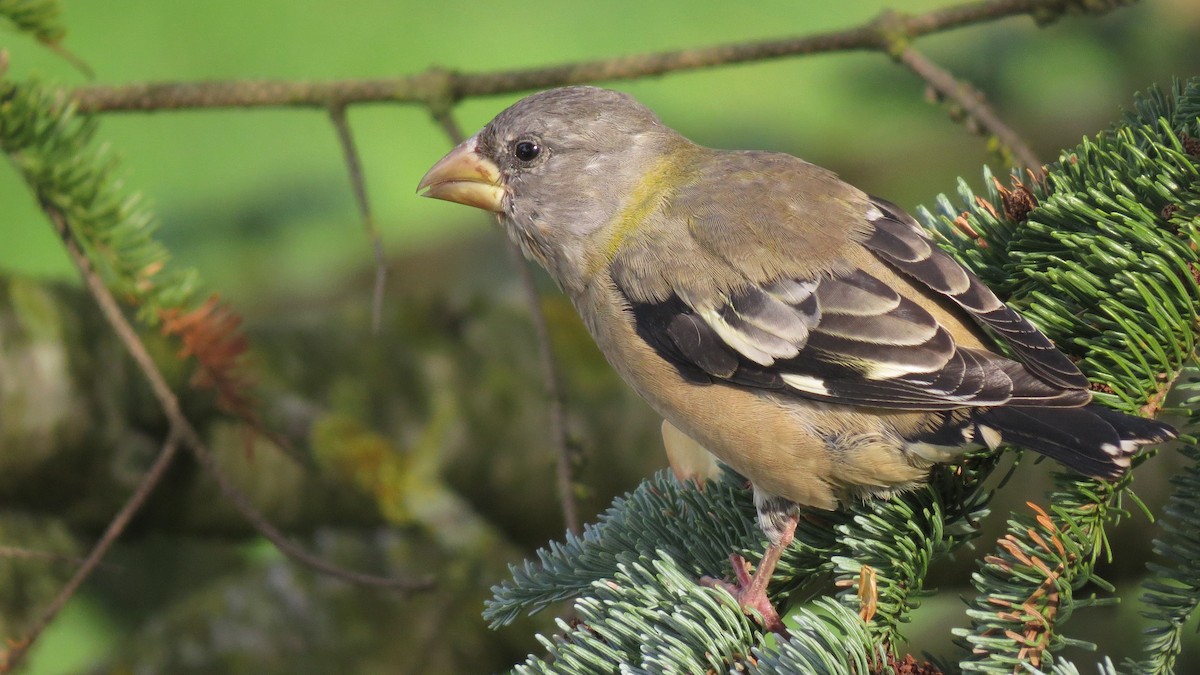 Evening Grosbeak - ML624488410