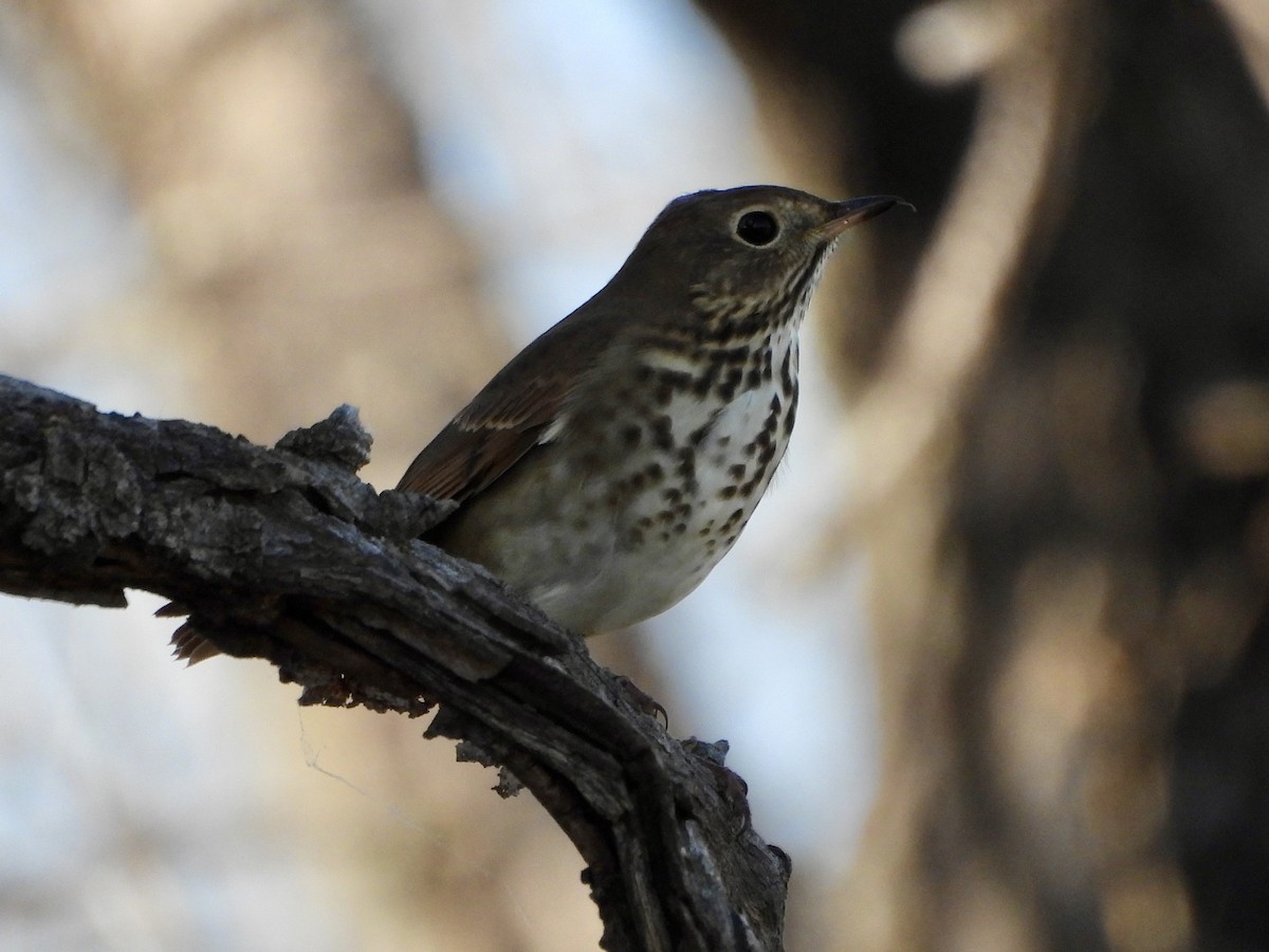Hermit Thrush - ML624488571
