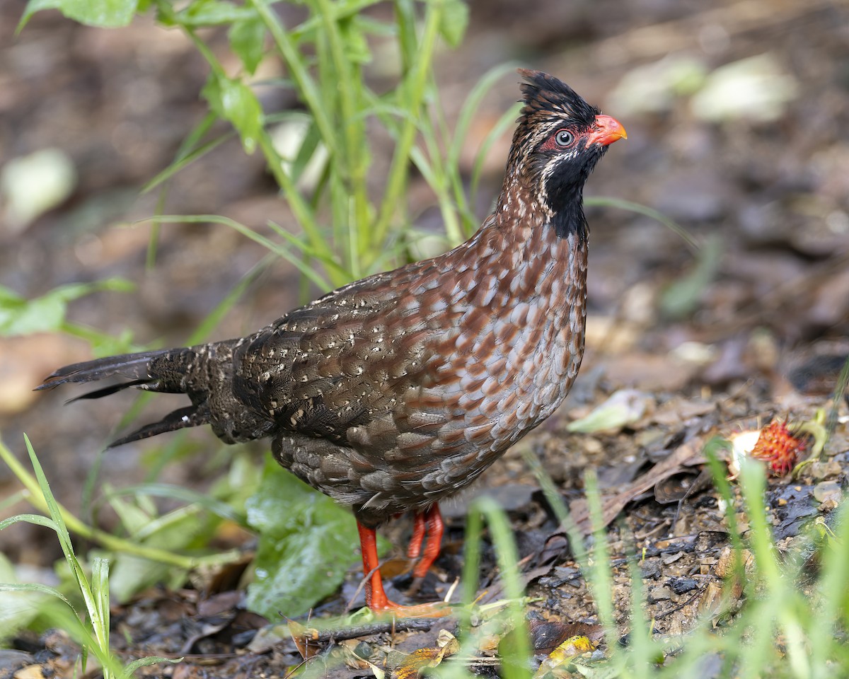 Long-tailed Wood-Partridge - ML624488704
