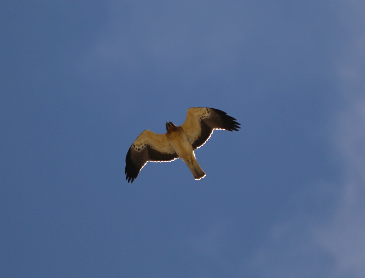 Booted Eagle - ML624488708