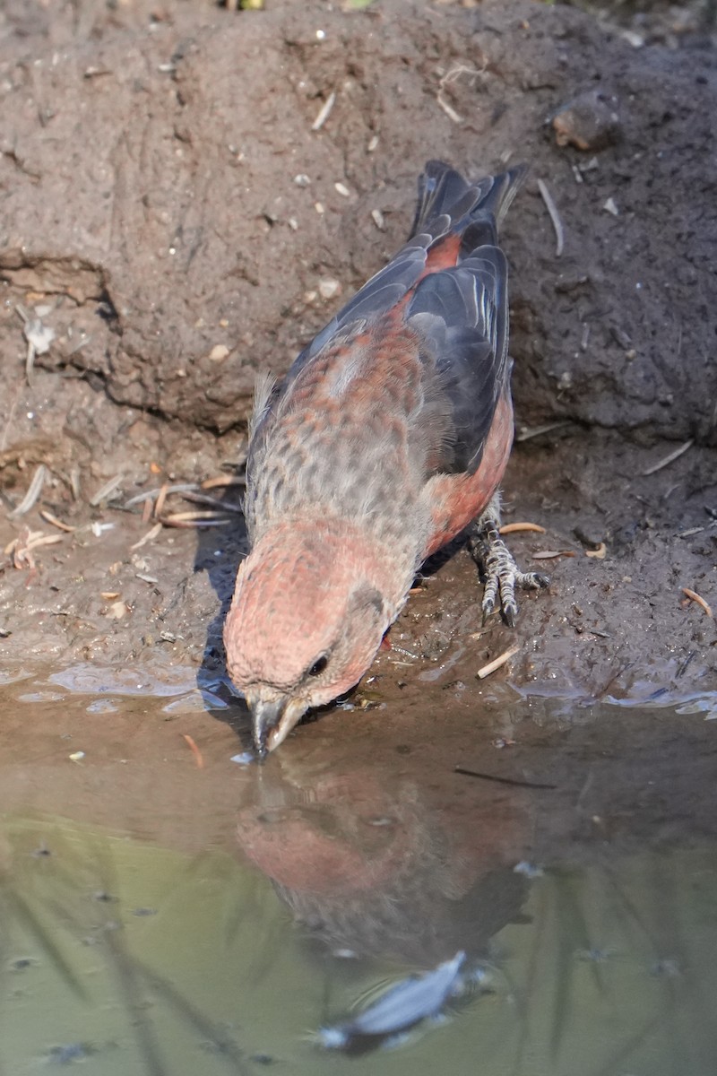 Red Crossbill - ML624488729