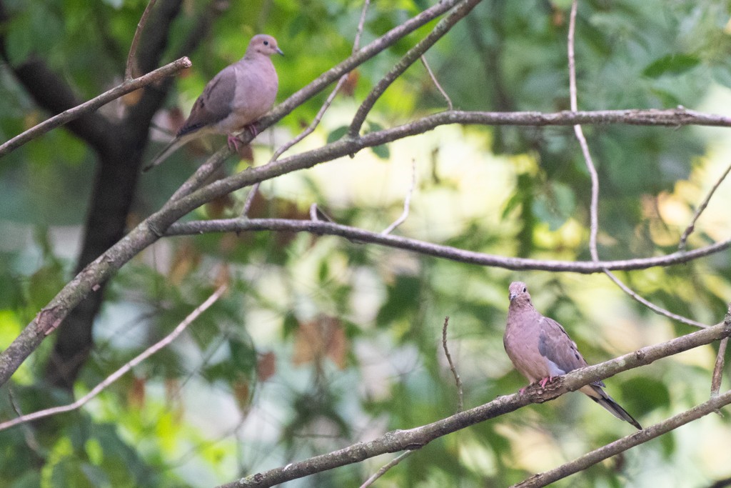 Mourning Dove - ML624488751