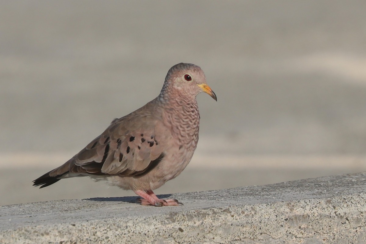 Common Ground Dove - ML624488759