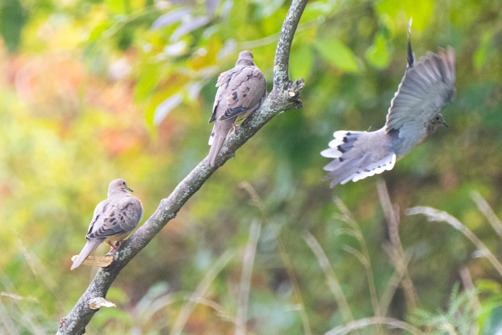 Mourning Dove - ML624488760