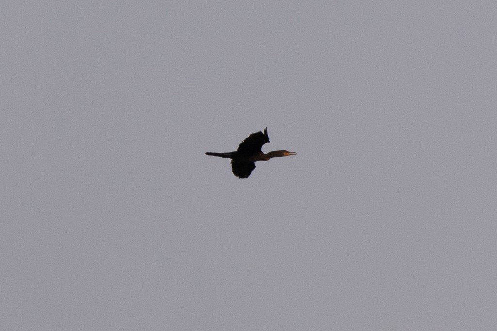 Double-crested Cormorant - ML624488771