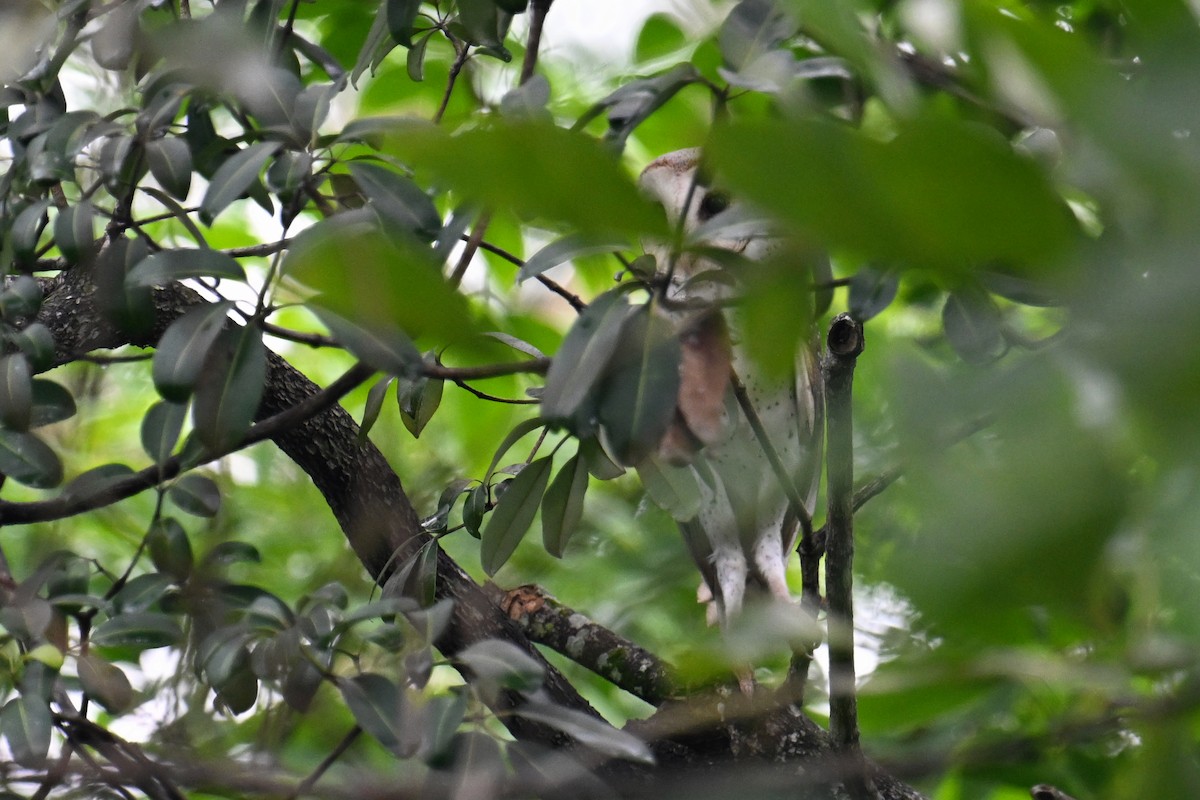 Barn Owl (Eastern) - ML624488774