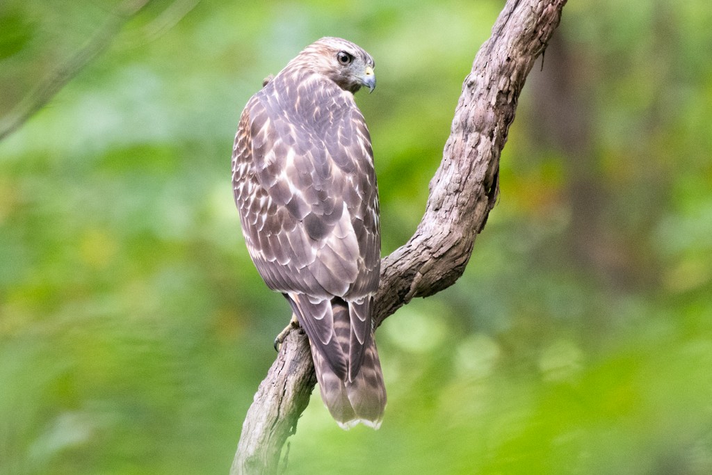 Red-shouldered Hawk - ML624488777