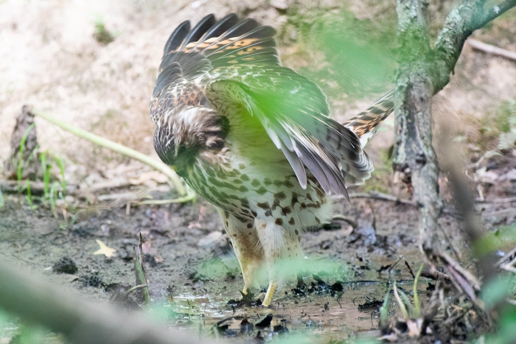 Red-shouldered Hawk - ML624488778