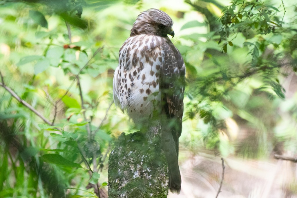 Red-shouldered Hawk - ML624488807