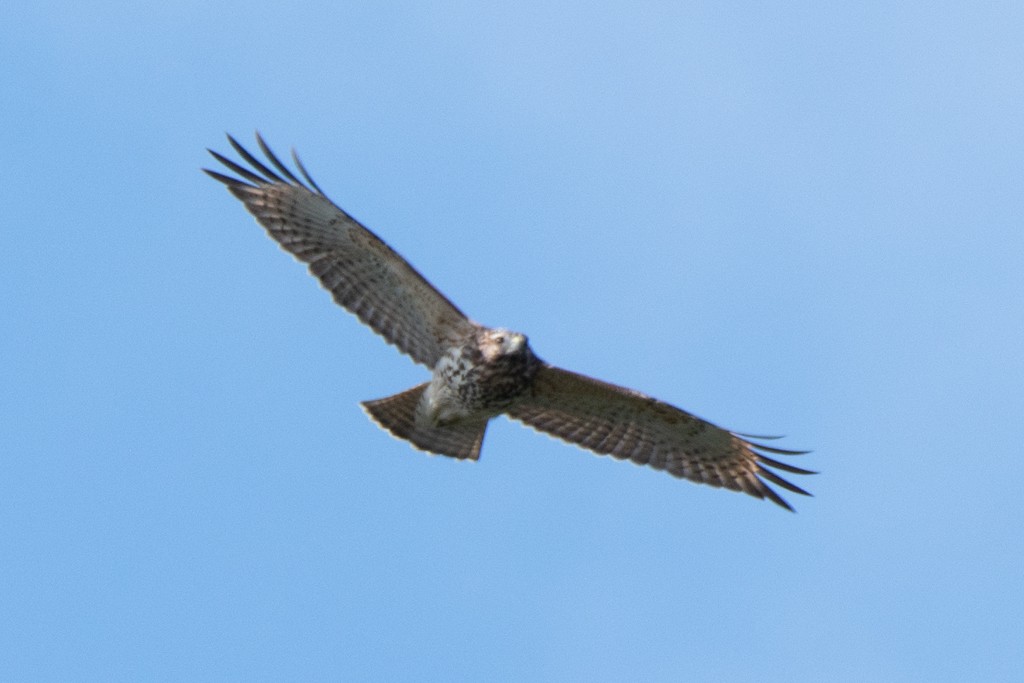 Red-shouldered Hawk - ML624488809