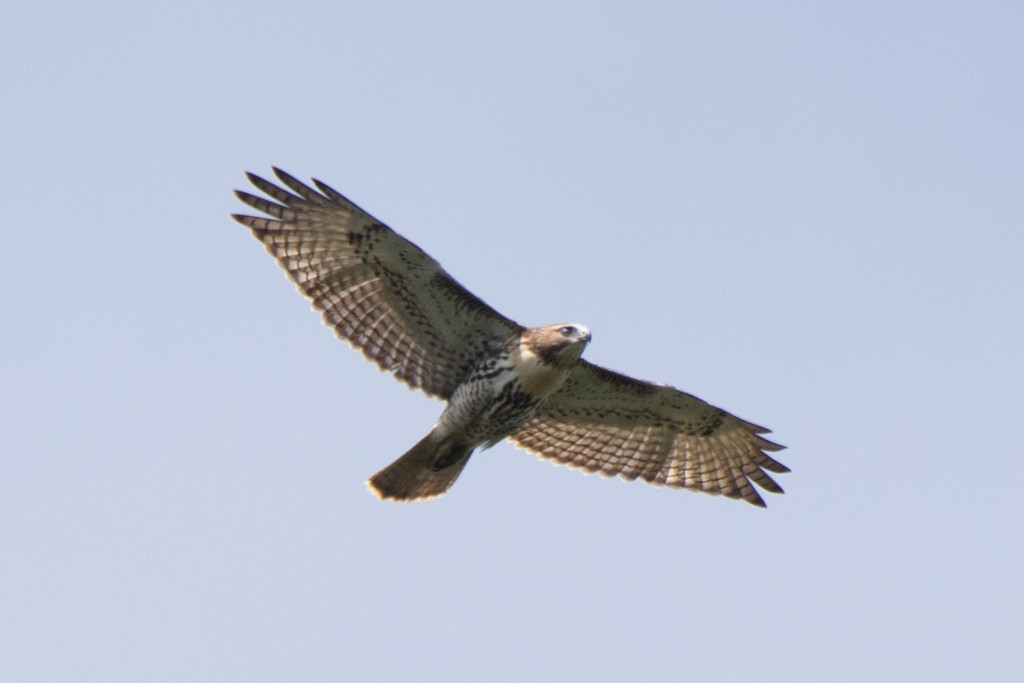 Red-tailed Hawk - ML624488813