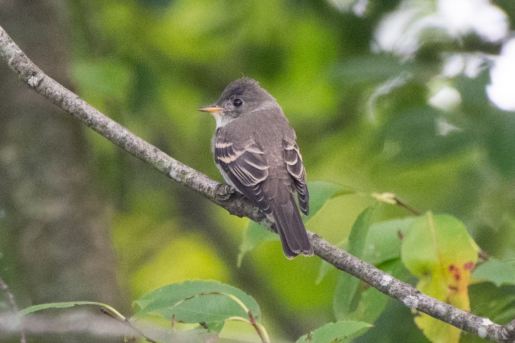 Eastern Wood-Pewee - ML624488823