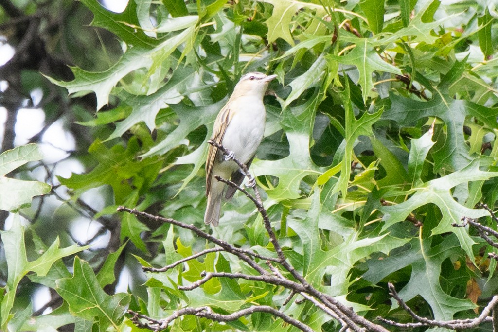 Red-eyed Vireo - ML624488825