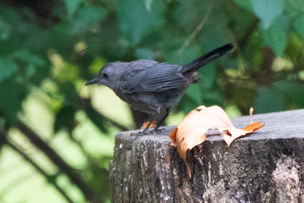 Gray Catbird - ML624488829