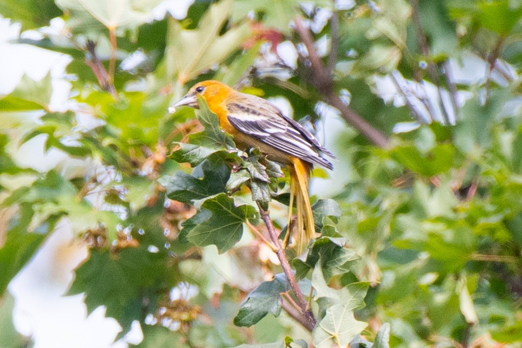 Baltimore Oriole - ML624488834