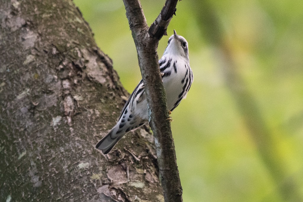 Black-and-white Warbler - ML624488840