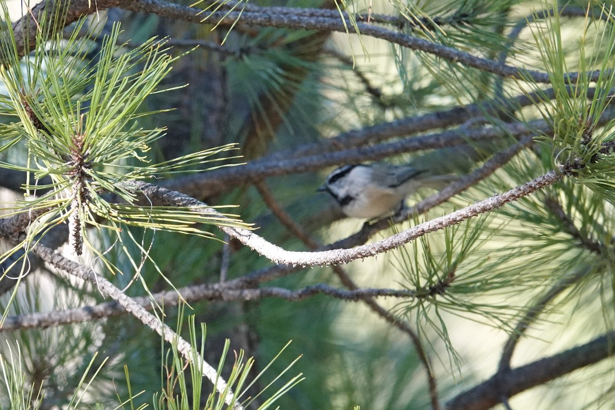 Mountain Chickadee - ML624488842