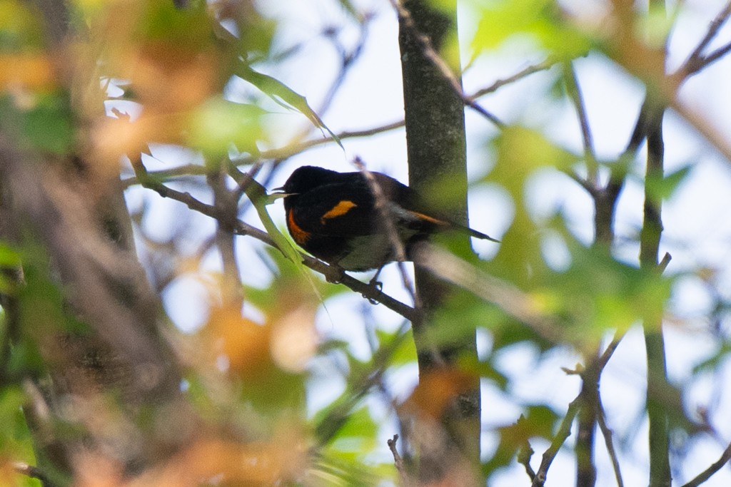 American Redstart - ML624488845