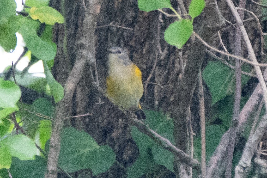 American Redstart - ML624488850